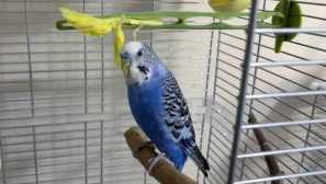 Папагал отлетя до балкона и остана при нас